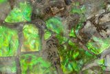 Iridescent Ammolite (Fossil Ammonite Shell) - Alberta #236422-1
